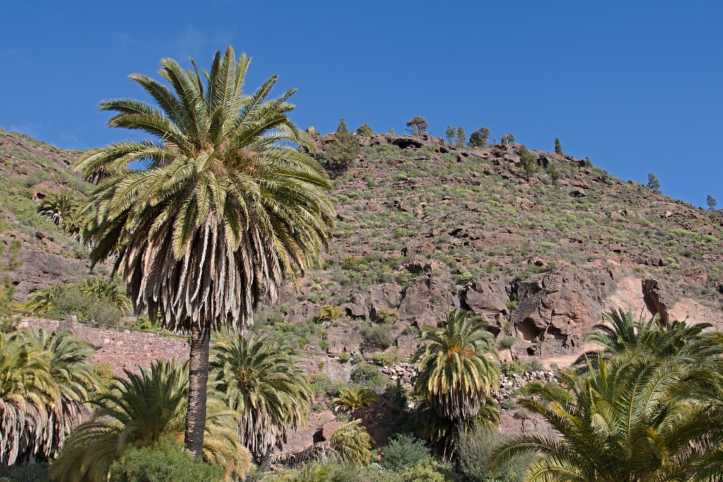 gran canaria spanje Degollada de las Yeguas eiland canarische Eilanden las palmas maspalomas puerto de mogan strand Fuente de Los Azulejos Aguimes la Aldea las nieves tenerife teror